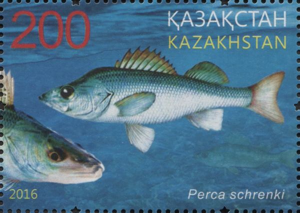 Balkhash Perch (Perca schrenkii)