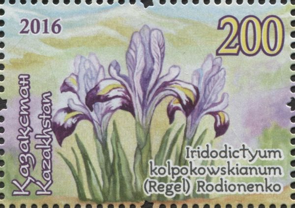 Iridodictyum kolpokowskianum