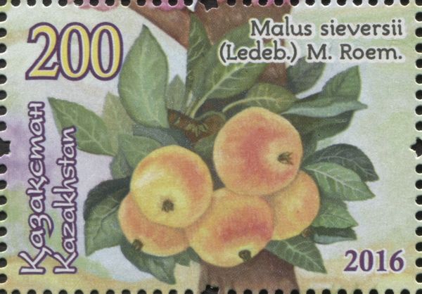 Wild Apple (Malus sieversii)