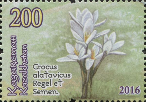 Crocus alatavicus