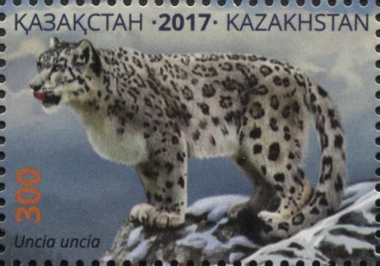 Snow Leopard (Uncia uncia)