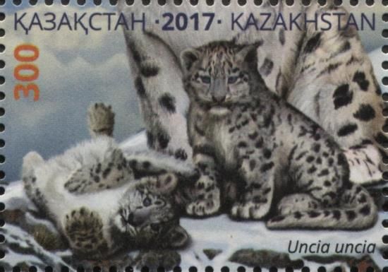 Snow Leopard (Uncia uncia), Cubs