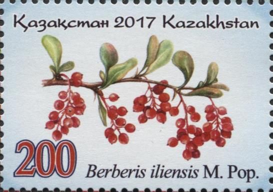 Berberis iliensis M. Pop
