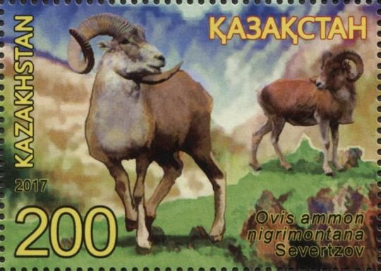 Sheep (Ovis ammon)