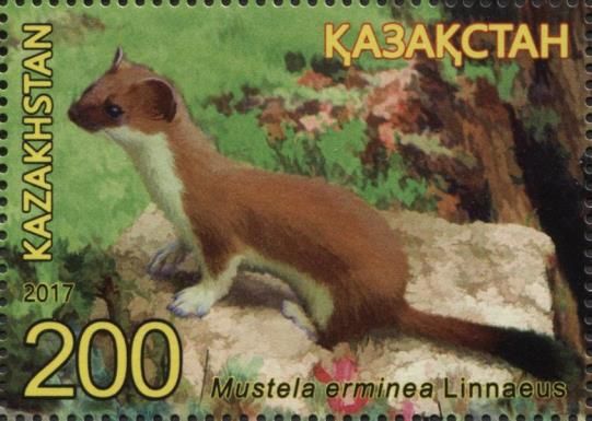 Stoat (Mustela erminea)