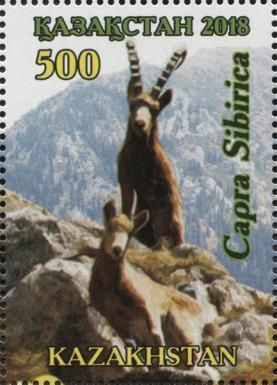 Siberian Ibex (Capra sibirica)