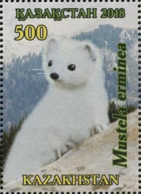 Stoat (Mustela erminea)
