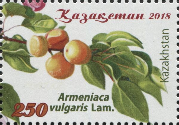 Apricot (Armeniaca vulgaris)