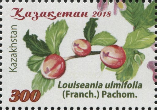 Louiseania ulmifolia