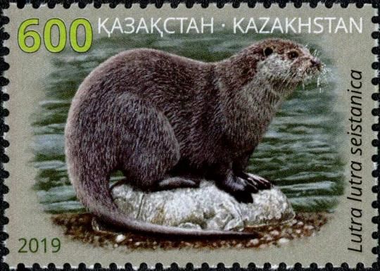 Eurasian River Otter (Lutra lutra seistanica)