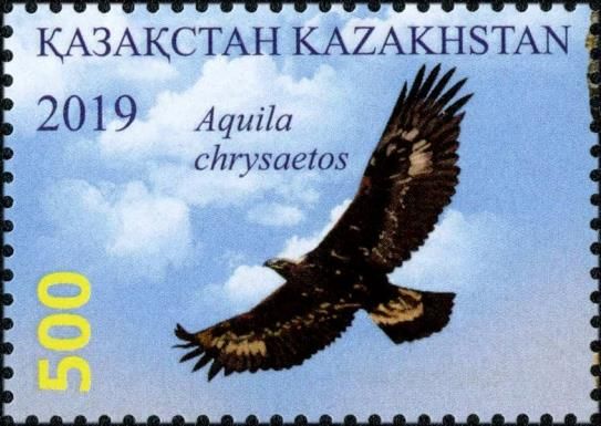 Golden Eagle (Aquila chrysaetos)
