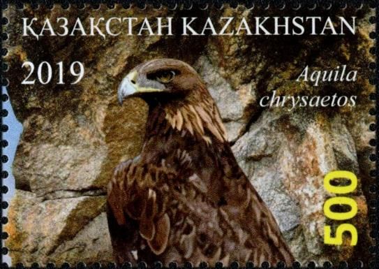 Golden Eagle (Aquila chrysaetos)