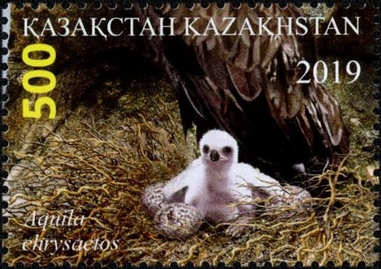 Golden Eagle (Aquila chrysaetos)