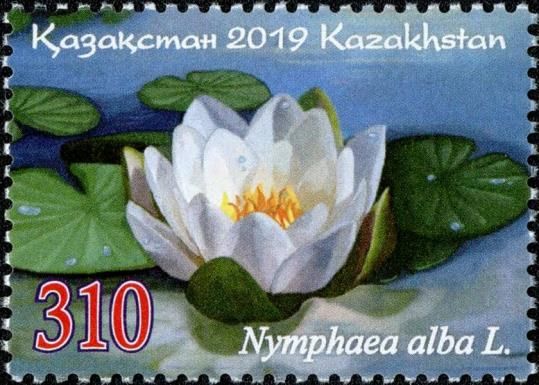 White Water Lily (Nymphaea alba)