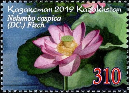 Lotus (Nelumbo caspica)