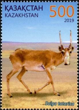 Saiga Antelope (Saiga tatarica)