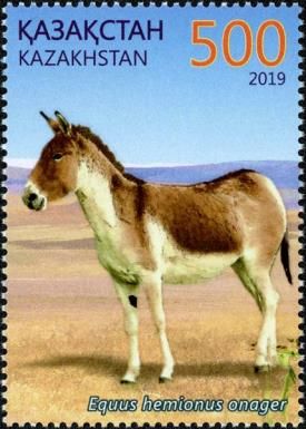 Onager (Equus hemionus onager)