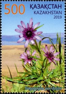 Purple Salsify (Tragopogon porrifolius)