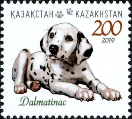 Dalmatian