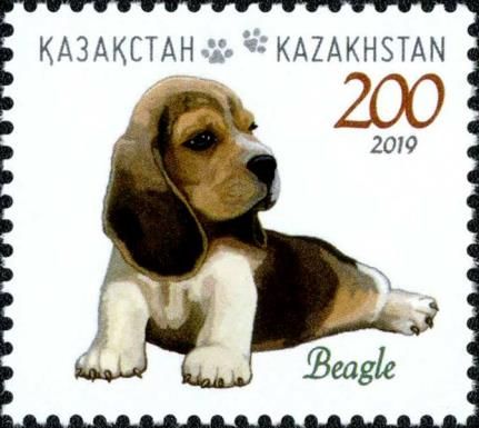 Beagle