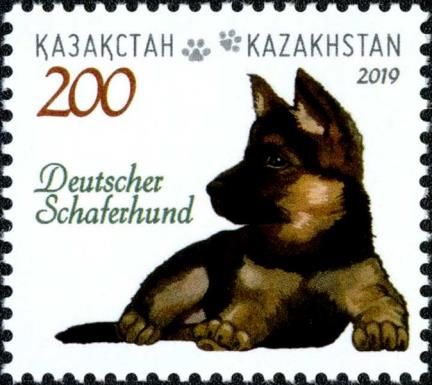 German Shepherd