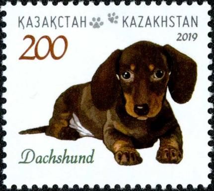 Dachshund
