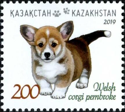 Welsh Corgi
