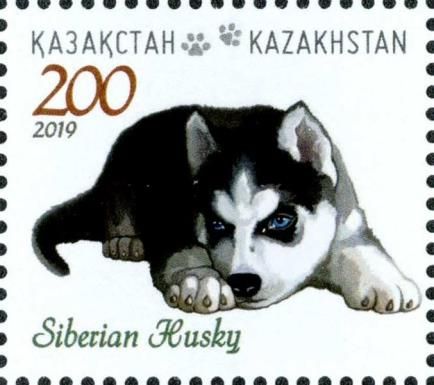 Siberian Husky