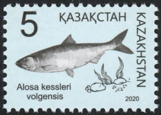 Caspian Anadromous Shad (Alosa kessleri)