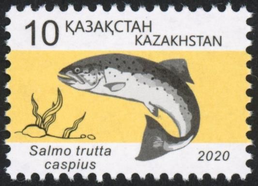 Caspian Trout (Salmo trutta caspius)