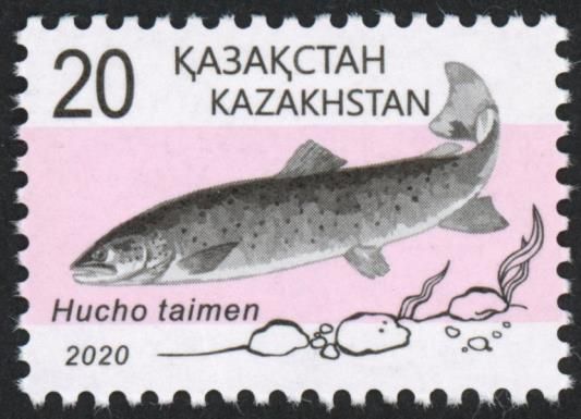Taimen (Hucho taimen)