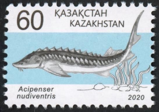 Spiny Sturgeon (Acipenser nudiventris)