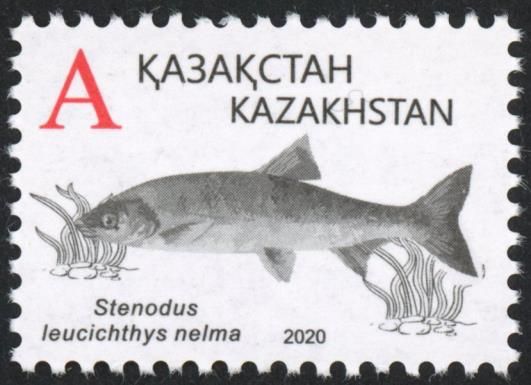 Nelma (Stenodus leucichthys nelma)