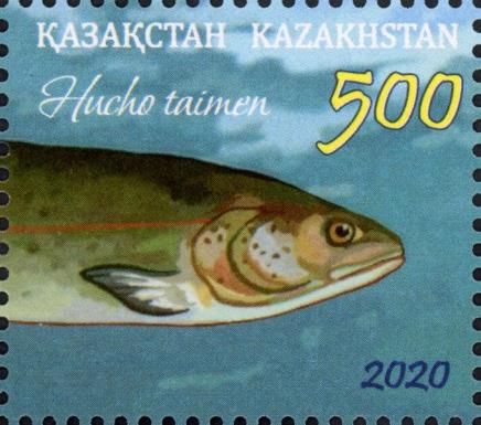 Taimen (Hucho taimen)