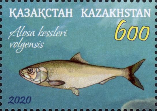 Black-Spined Herring (Alosa kessleri)