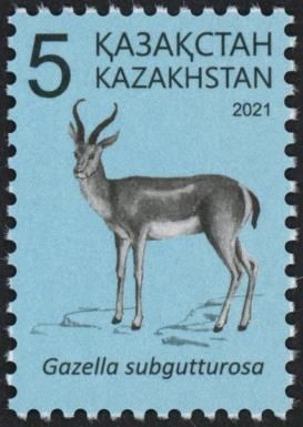 Goitered Gazelle (Gazella subgutturosa)