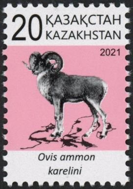 Tianshan Argali (Ovis ammon karelini)
