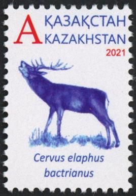 Bactrian Deer (Cervus elaphus bactrianus)