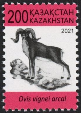 Transcaspian Urial (Ovis vignei arcal)