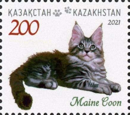 Maine Coon