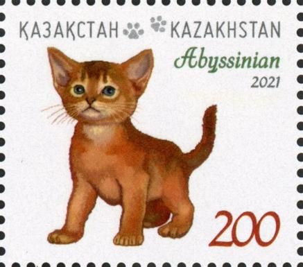 Abyssinian