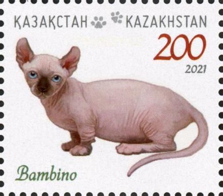 Bambino