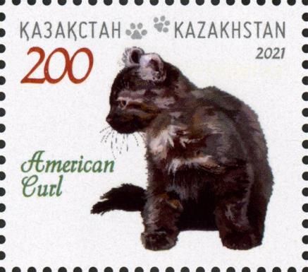 American Curl