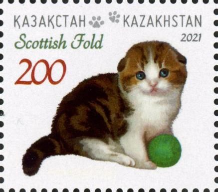 Scottish Fold