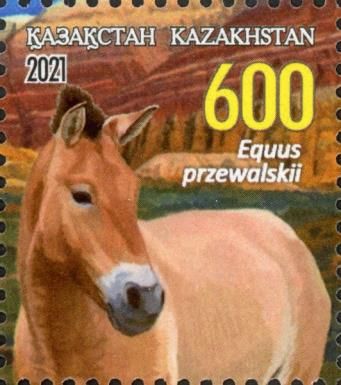 Przewalski Horse (Equus przewalskii)