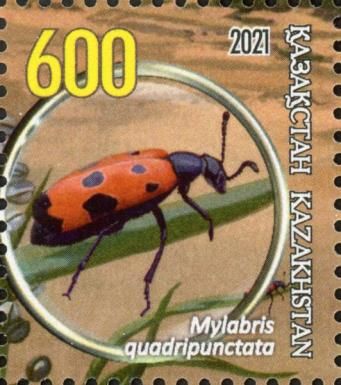 Mylabris quadripunctata
