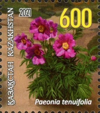 Fernleaf Peony (Paeonia tenuifolia)