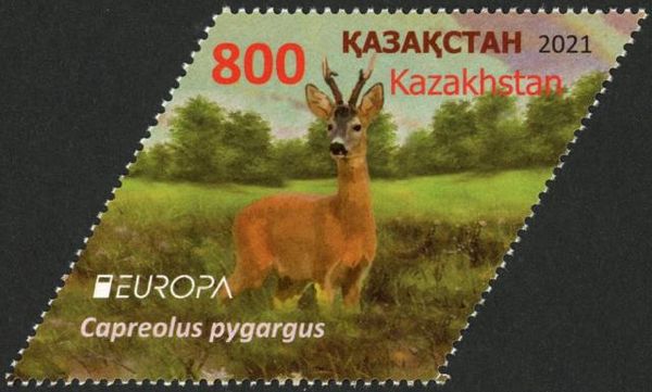 Eastern Roe Deer (Capreolus pygargus)