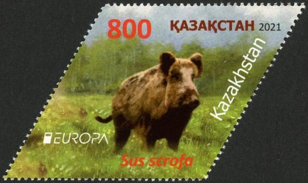 Wild Boar (Sus scrofa)
