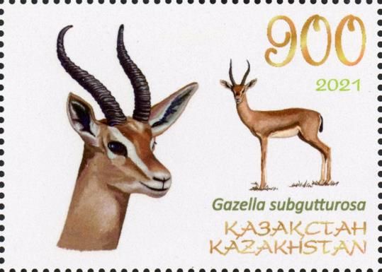 Goitered Gazelle (Gazella subgutturosa)